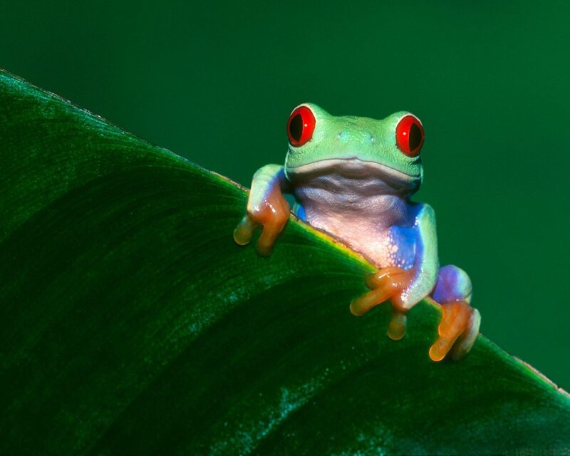Red-eyed Tree Frog — Green, Leaf