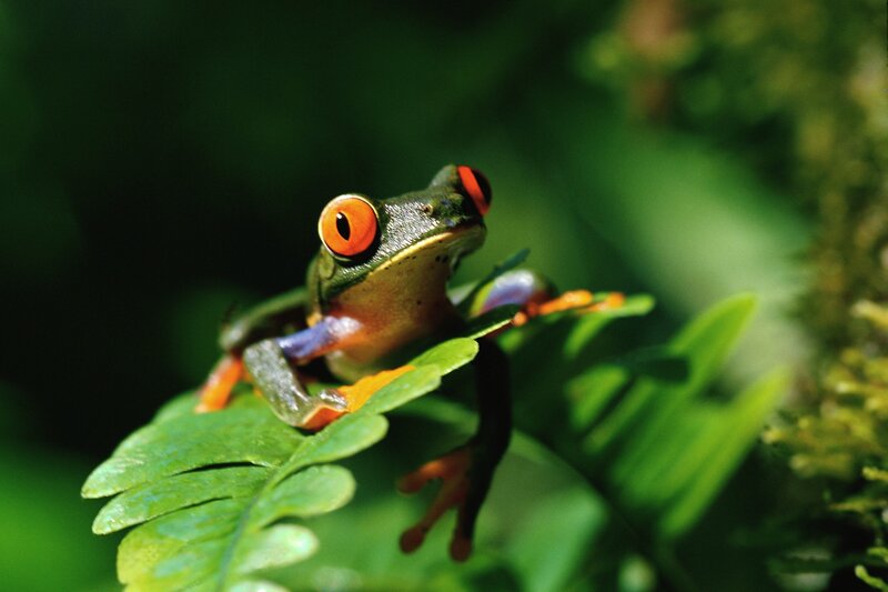 Red-eyed Tree Frog — Green, Natural, Afternoon