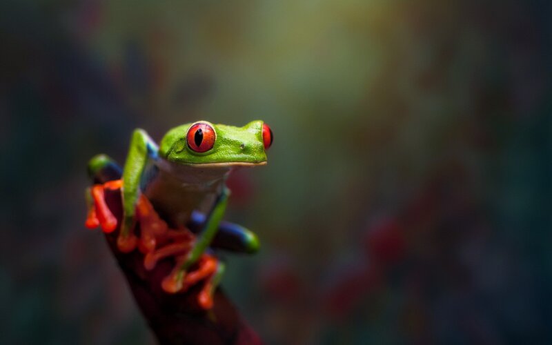 Red-eyed Tree Frog — Green, Natural, Photograph, Branch, Eyes