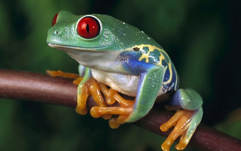 Red-eyed Tree Frog — Green, Natural, Photograph, Branch, Green Foliage, Orange
