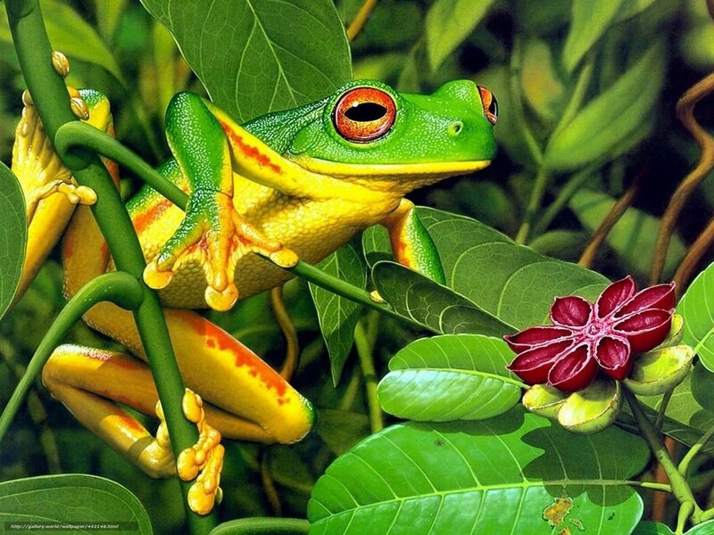Red-eyed Tree Frog — Green, Natural, Photograph, Green Leaves
