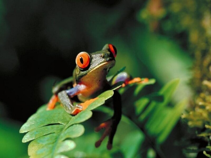 Red-eyed Tree Frog — Green, Natural, Photograph, Leaf, Forest, Orange, Black