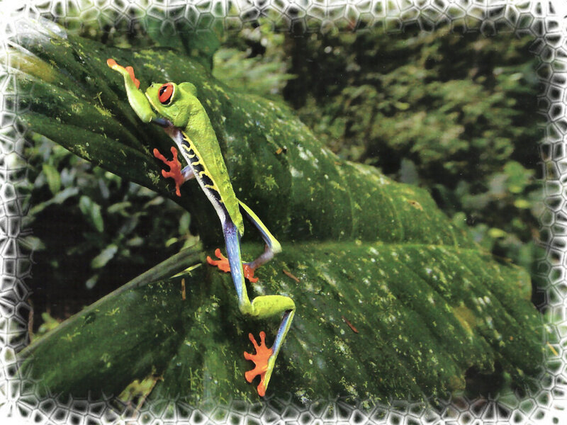 Red-eyed Tree Frog — Green, Natural, Photograph, Leaf, Forest