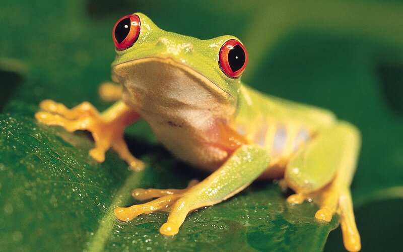 Red-eyed Tree Frog — Green, Natural, Photograph, Leaf, Green Background, Yellow, Red