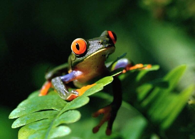 Red-eyed Tree Frog — Green, Natural, Photograph, Leaf, Green Foliage