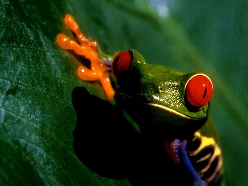 Red-eyed Tree Frog — Green, Natural, Photograph, Leaf, Orange Feet, Red