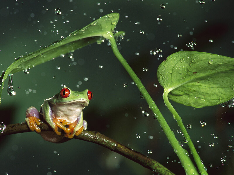 Red-eyed Tree Frog — Green, Natural, Photograph, Leaf