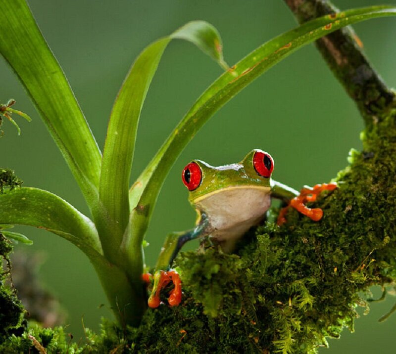 Red-eyed Tree Frog — Green, Natural, Photograph, Moss