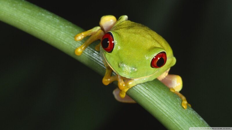 Red-eyed Tree Frog — Green, Natural, Photograph, Plant Stem