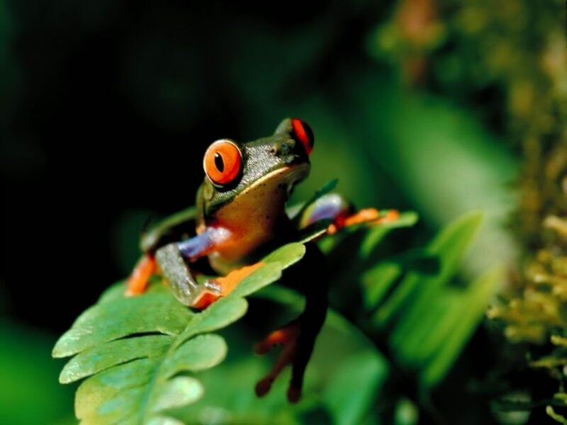 Red-eyed Tree Frog — Green, Natural, Photograph