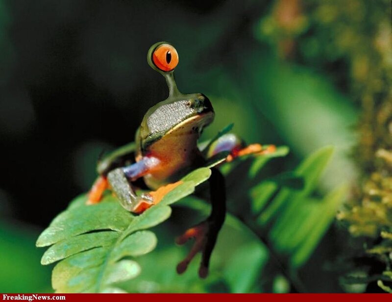 Red-eyed Tree Frog — Green, Natural