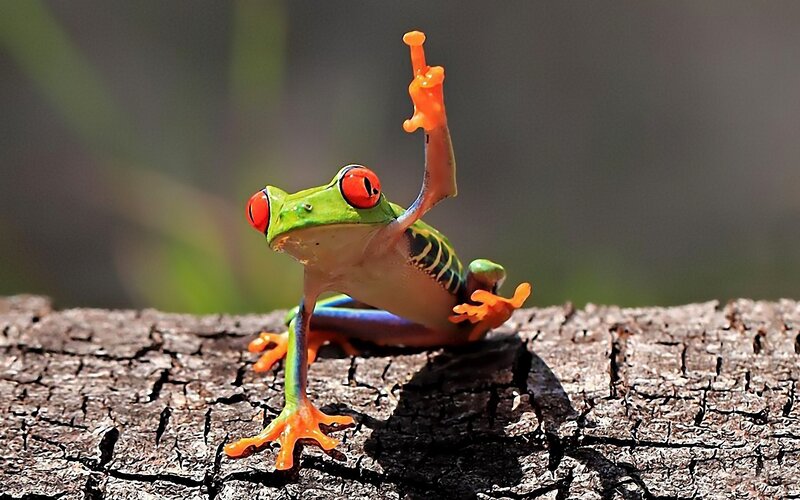 Red-eyed Tree Frog — Green, Playful, Afternoon, Photograph, Tree Branch
