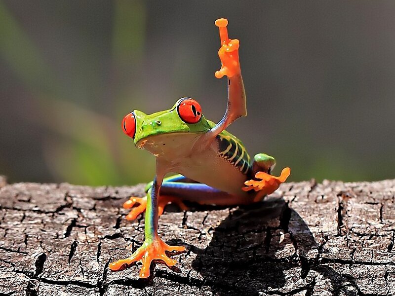 Red-eyed Tree Frog — Green, Playful, Afternoon