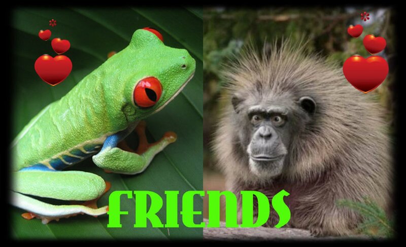 Red-eyed Tree Frog — Green, Playful, Photograph
