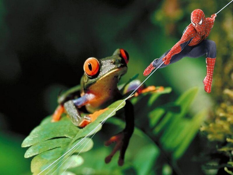 Red-eyed Tree Frog — Green, Playful