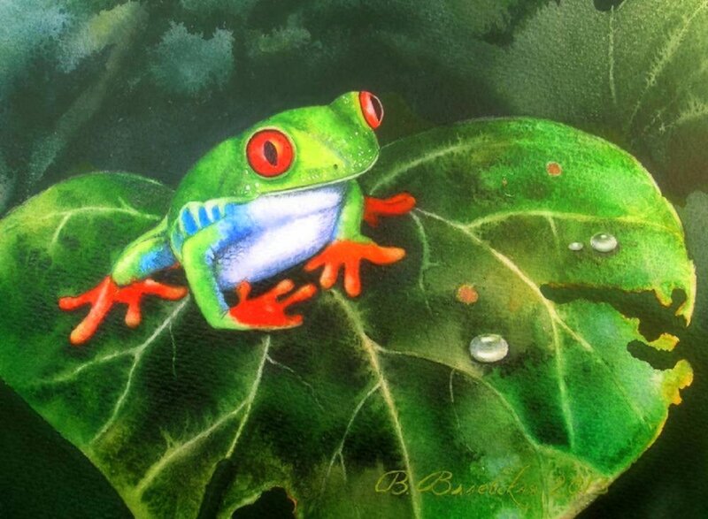 Red-eyed Tree Frog — Green, Serene