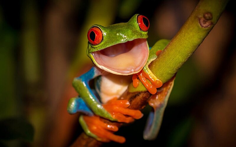 Red-eyed Tree Frog — Green, Vibrant, Night