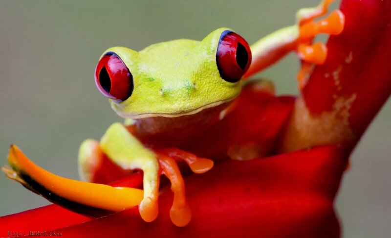 Red-eyed Tree Frog — Green, Vibrant, Photograph, Flower