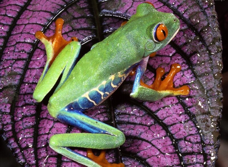 Red-eyed Tree Frog — Green, Vibrant, Photograph