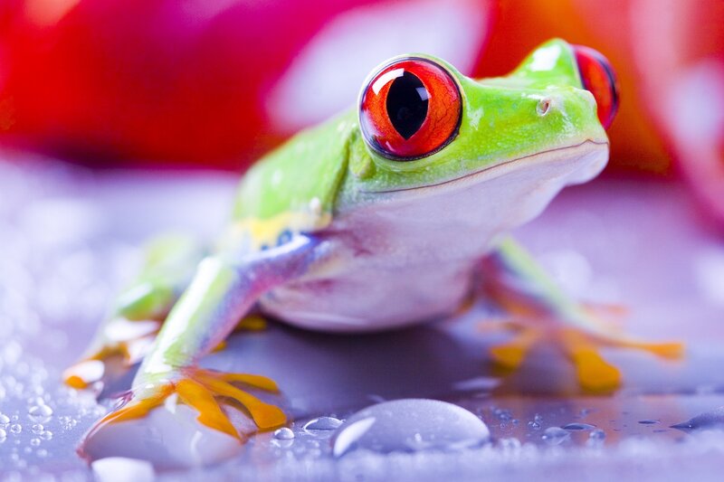 Red-eyed Tree Frog — Green, Vibrant, Photograph, Water Droplets