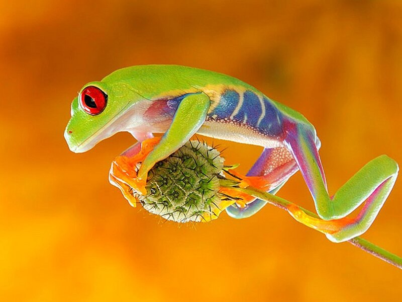 Red-eyed Tree Frog — Green, Vibrant
