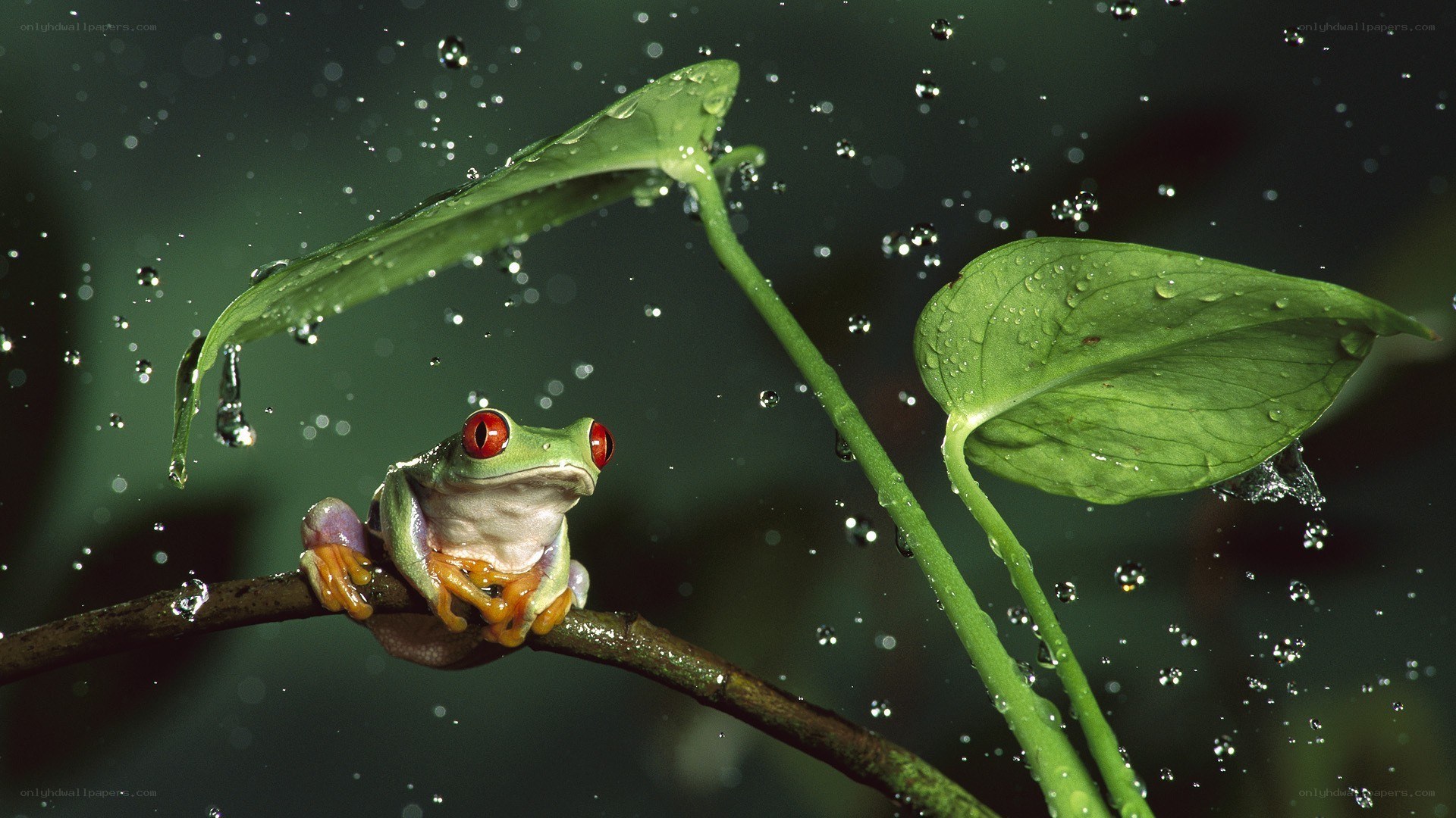 Red-eyed tree frog in rain