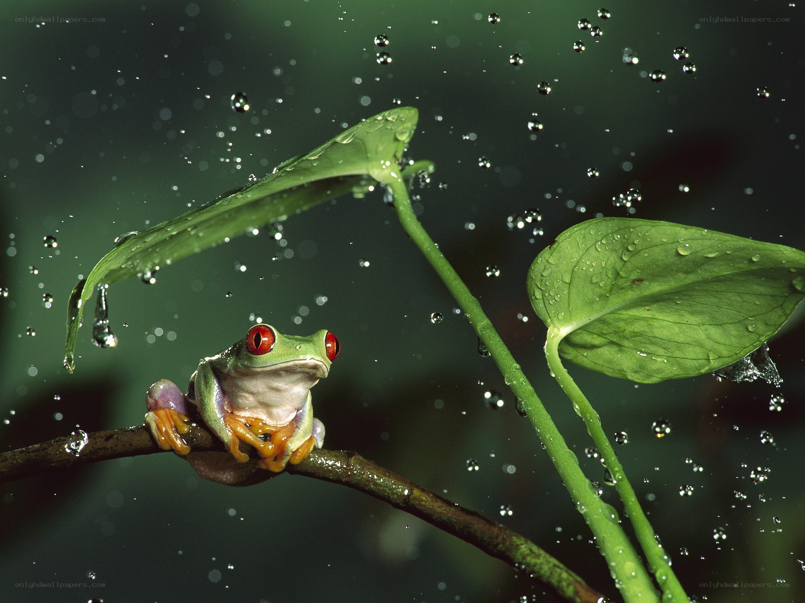 Red-eyed tree frog in rain