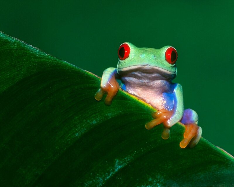 Red-eyed Tree Frog — Leaf
