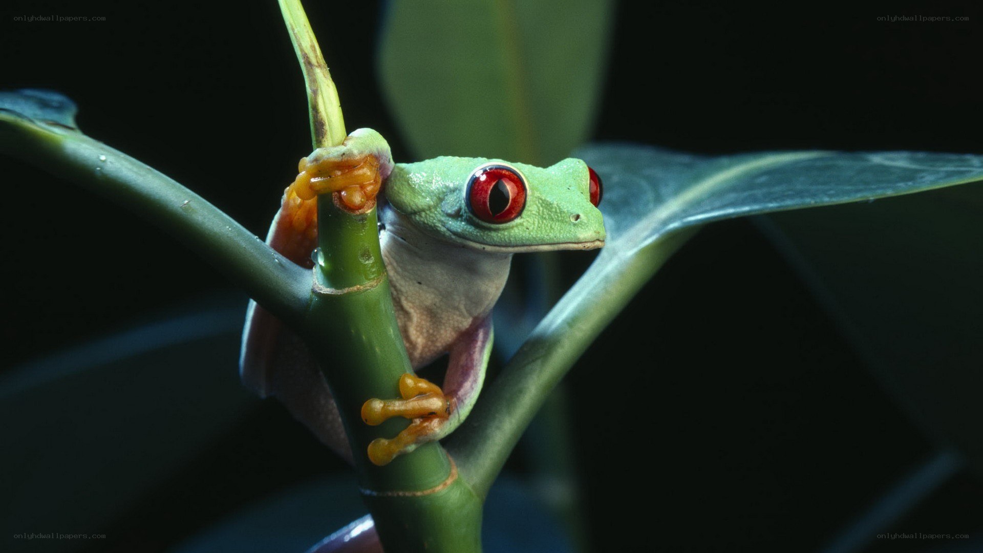 Red-eyed tree frog on a branch