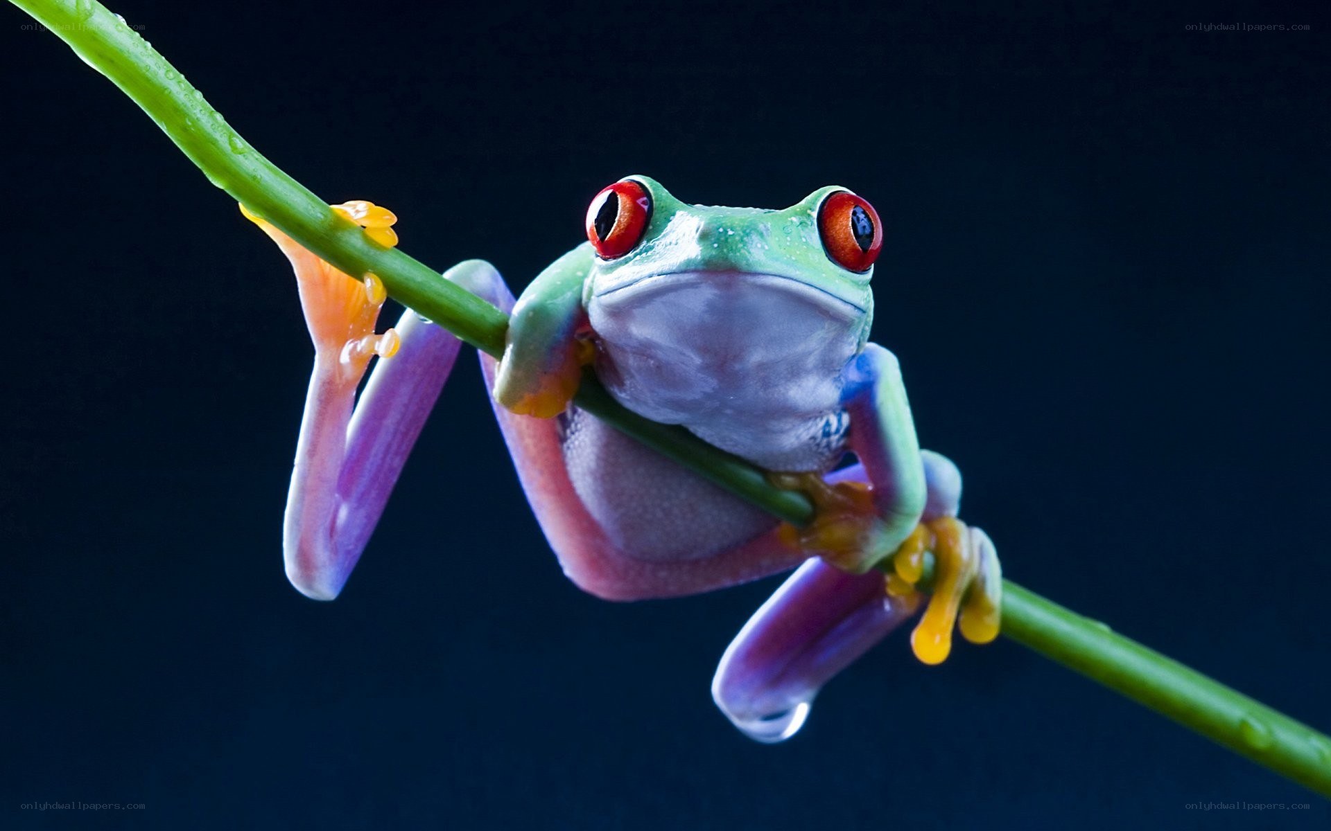 Red-eyed tree frog on a branch