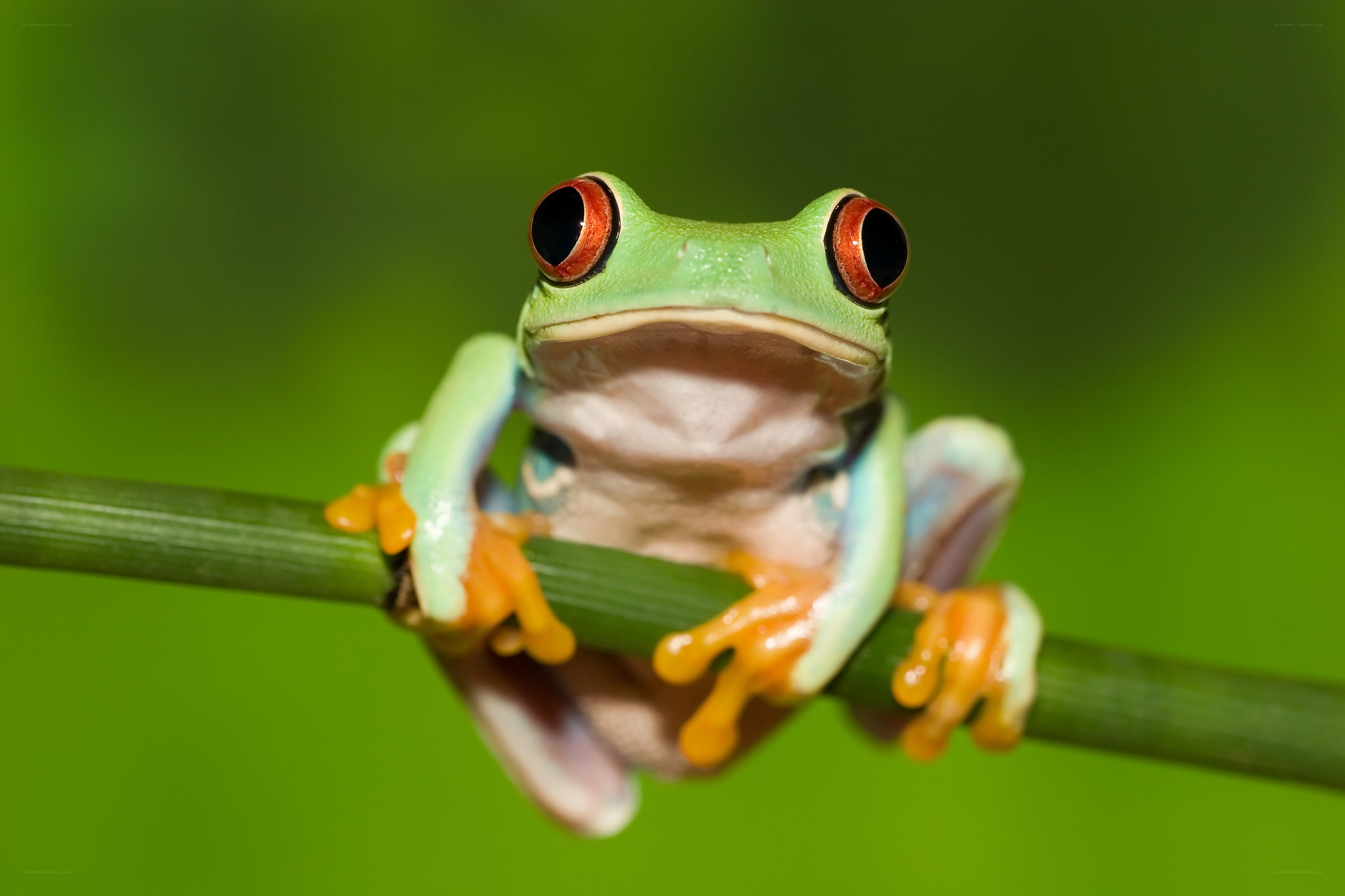 Red-eyed tree frog on a branch