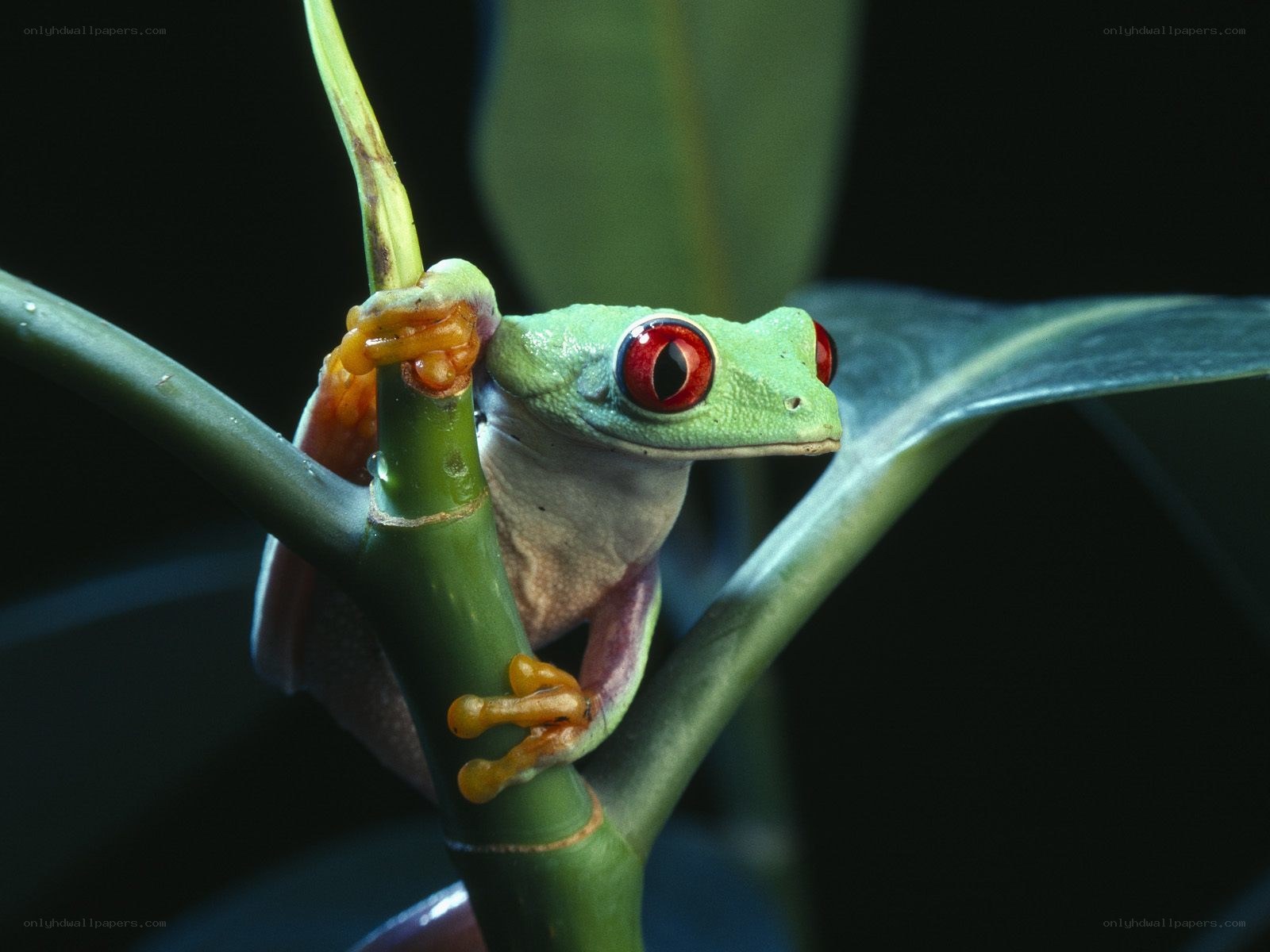 Red-eyed tree frog on a branch