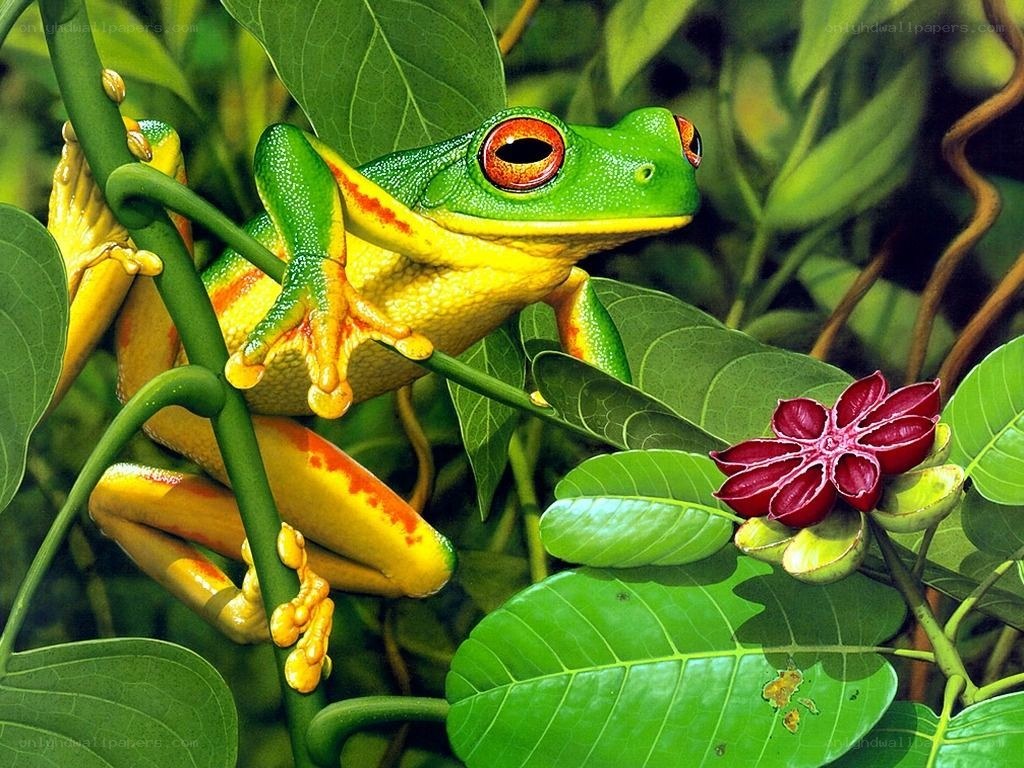 Red-eyed tree frog on a branch