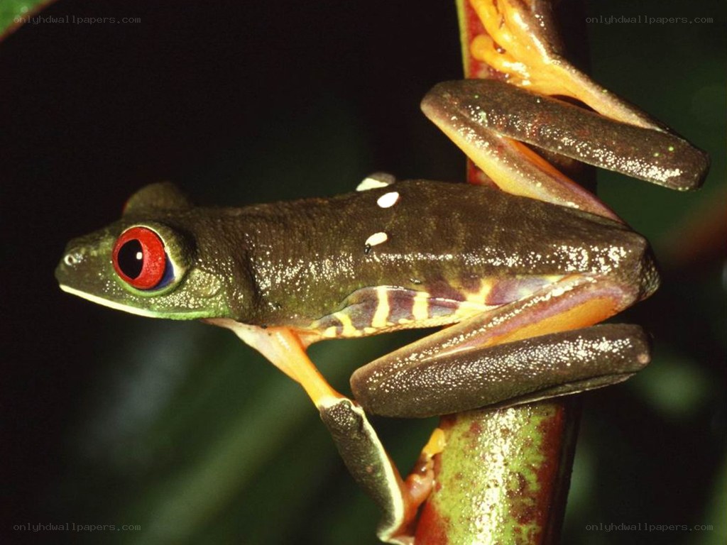 Red-eyed tree frog on a branch