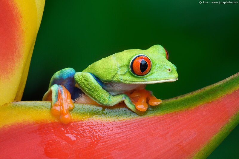 Red-eyed tree frog on a flower