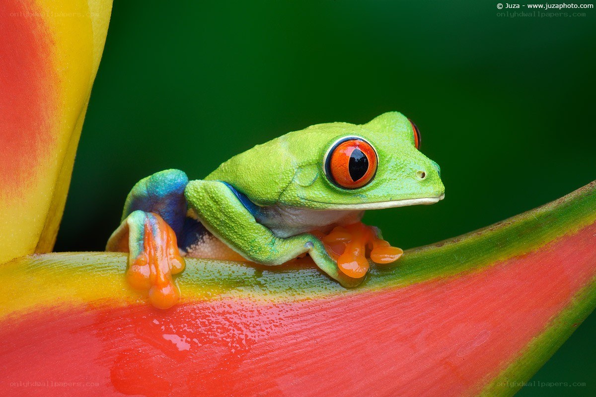 Red-eyed tree frog on a flower