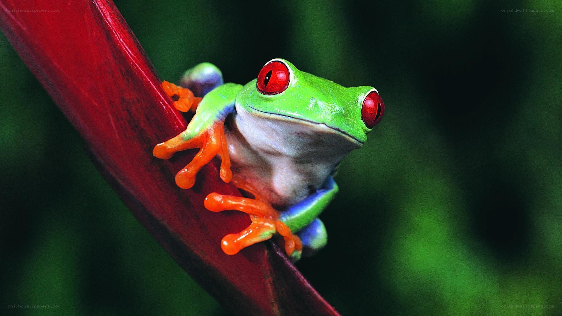 Red-eyed tree frog on a leaf
