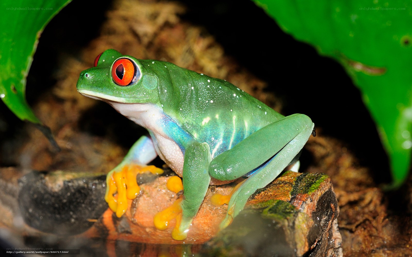 Red-eyed tree frog on a log