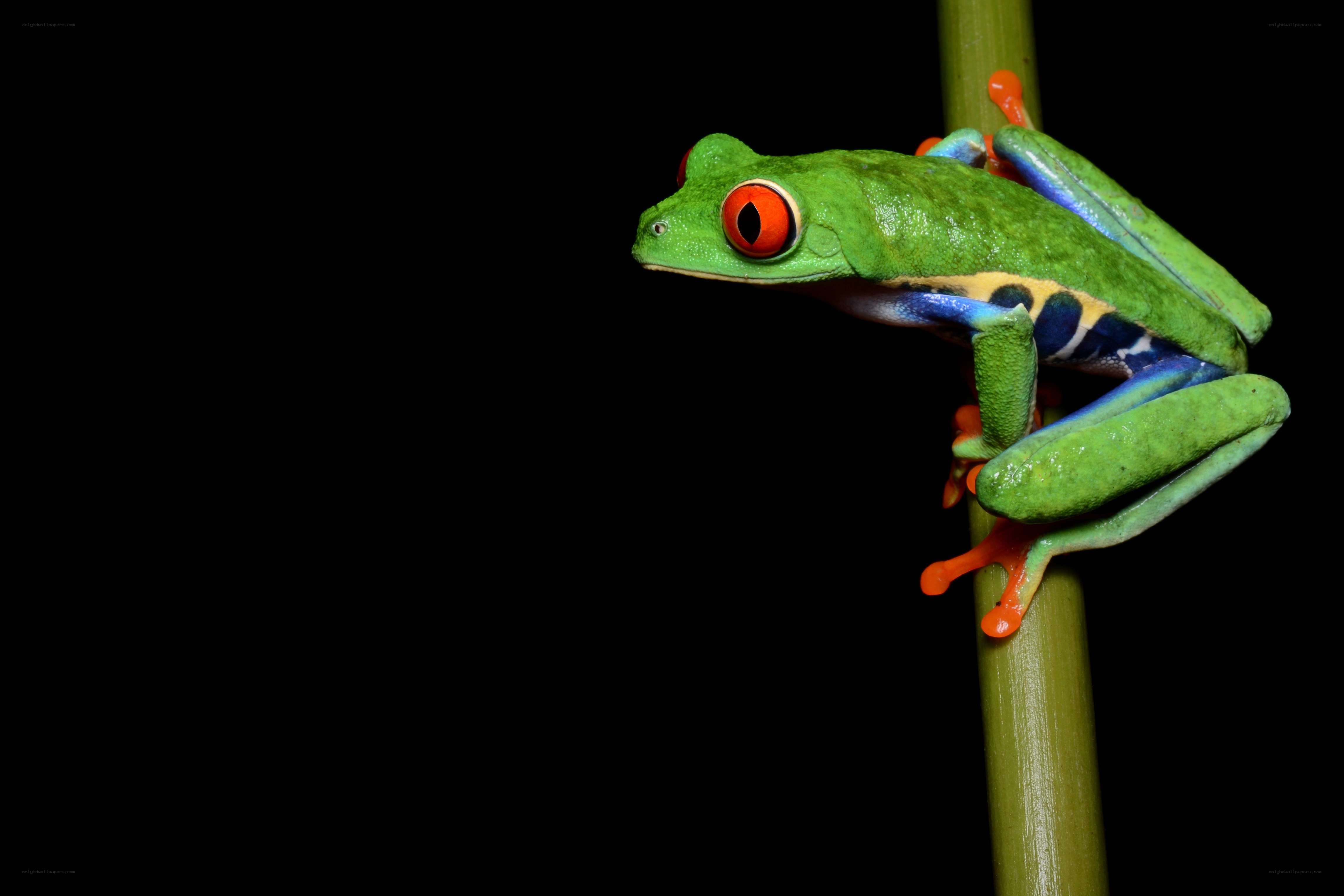 Red-eyed tree frog on a stem