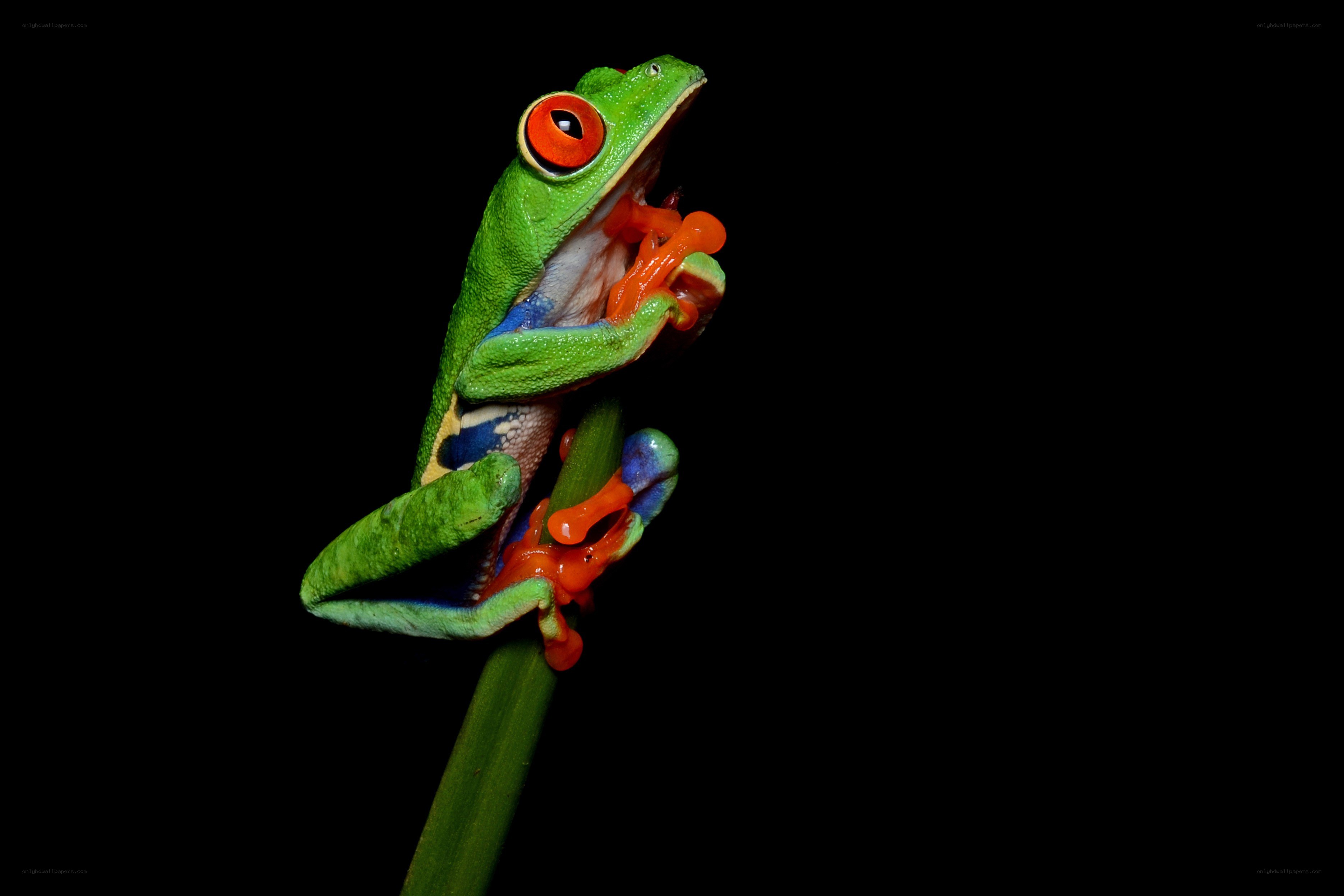 Red-eyed tree frog on a stem