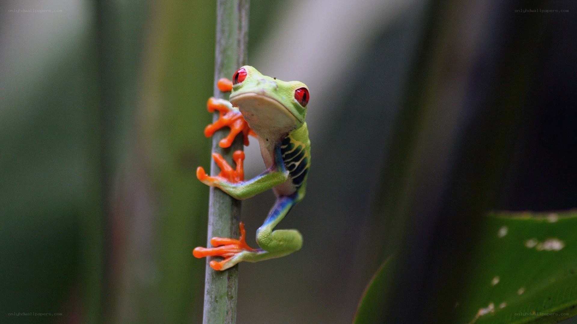 Red-eyed tree frog on a stem