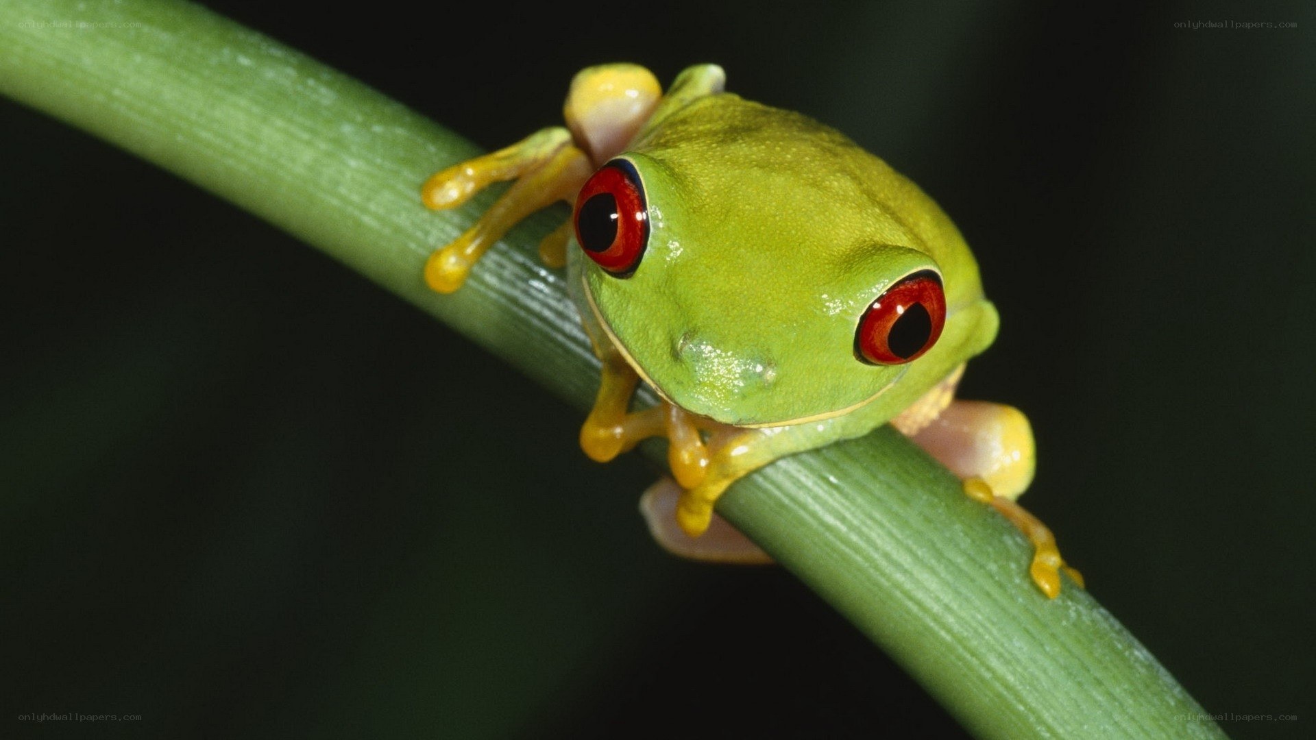 Red-eyed tree frog on a stem