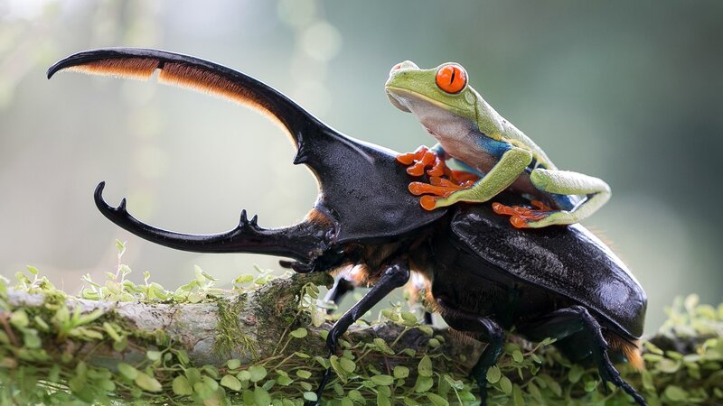 Red-eyed Tree Frog on Beetle — Green, Natural