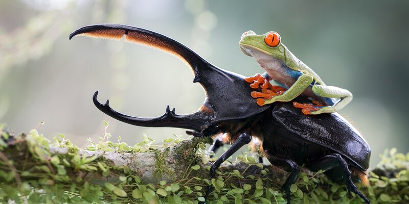 Red-eyed Tree Frog on Beetle — Green