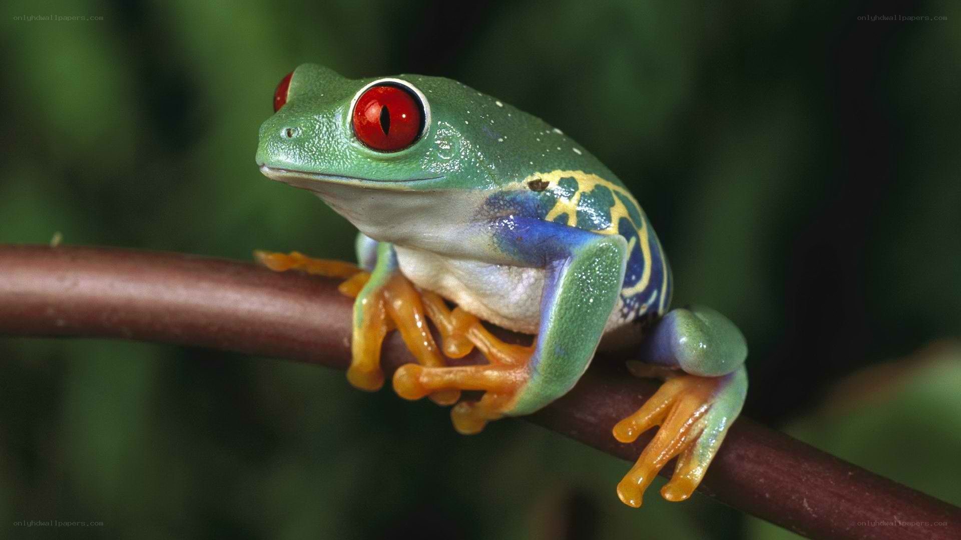 Red-eyed tree frog on branch