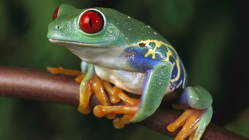 Red-eyed tree frog on branch
