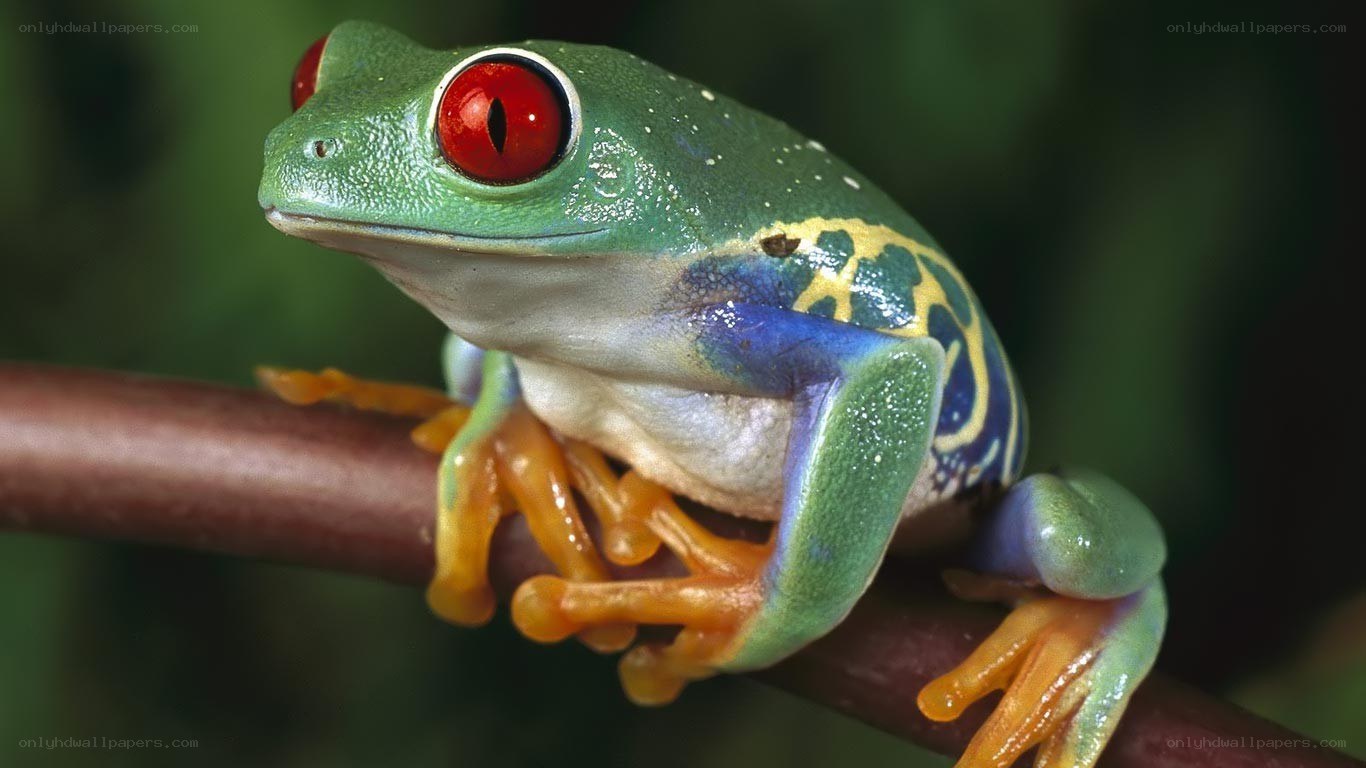 Red-eyed tree frog on branch