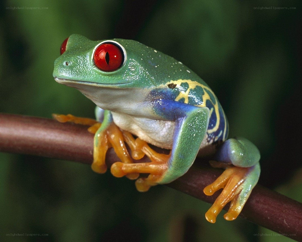 Red-eyed tree frog on branch