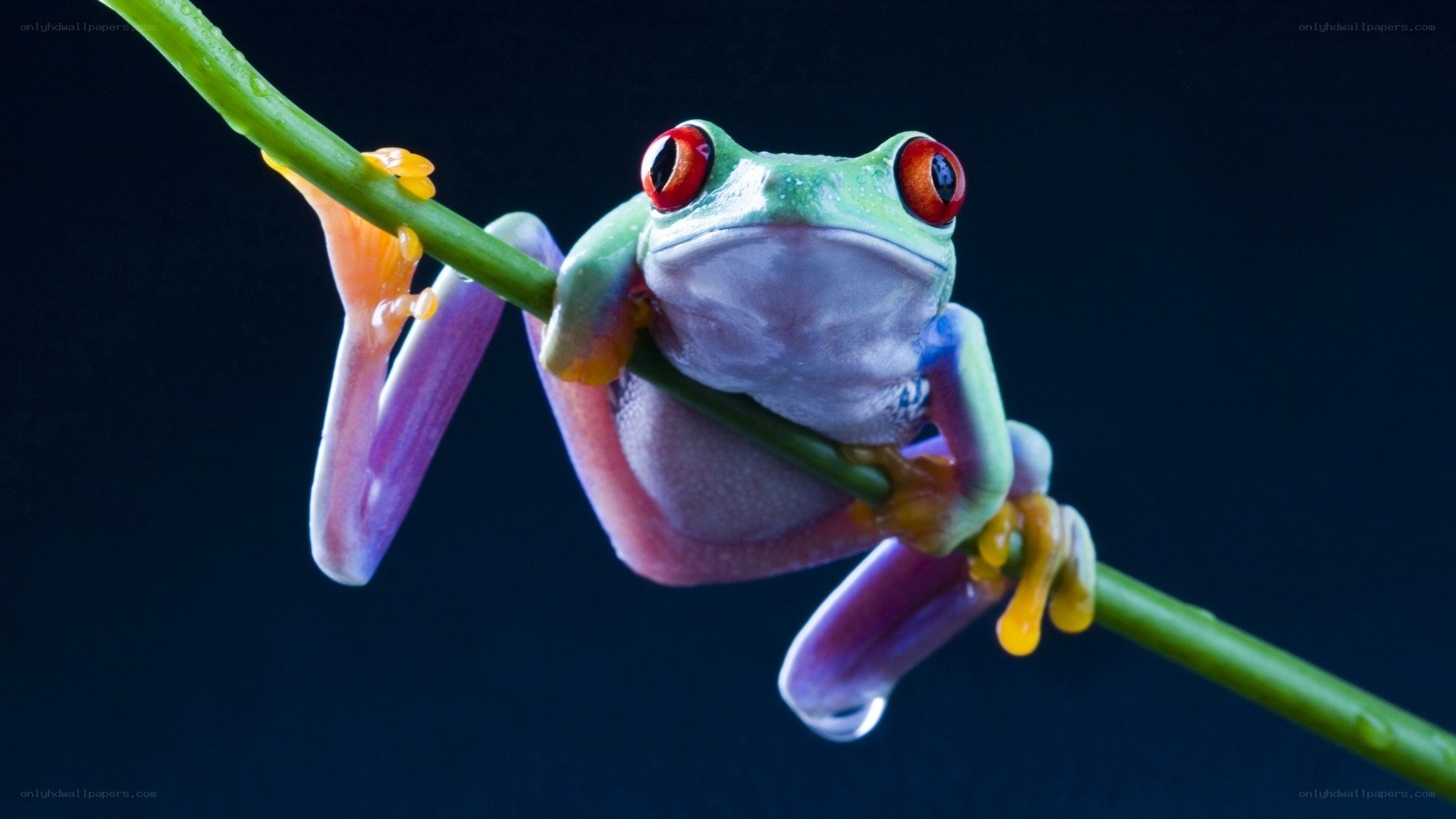 red-eyed tree frog on branch