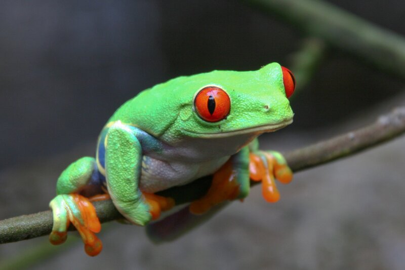 Red-eyed tree frog on branch